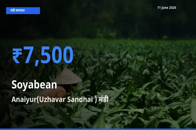 आज सोयाबीन के सबसे ज़्यादा दाम Anaiyur(Uzhavar Sandhai ) मंडी में दर्ज