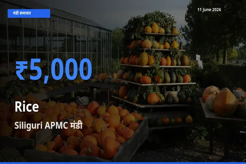 Siliguri APMC में चावल का आज सबसे ऊँचा भाव