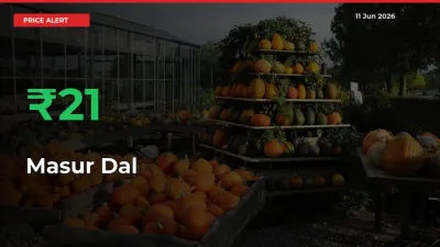 Why Masur Dal Prices Rose 20.98% in a Day at Mandis