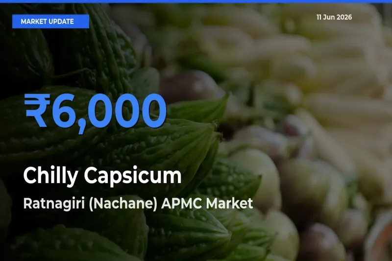 Ratnagiri (Nachane) APMC Tops Chilly Capsicum Mandi Rates Today