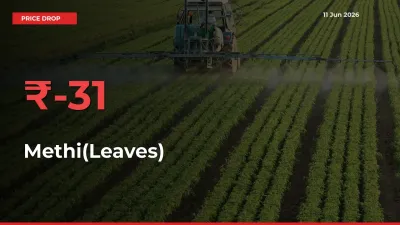 Sharp Fall! Methi(Leaves) Prices Plunge 31.02% in a Day at Key Mandis