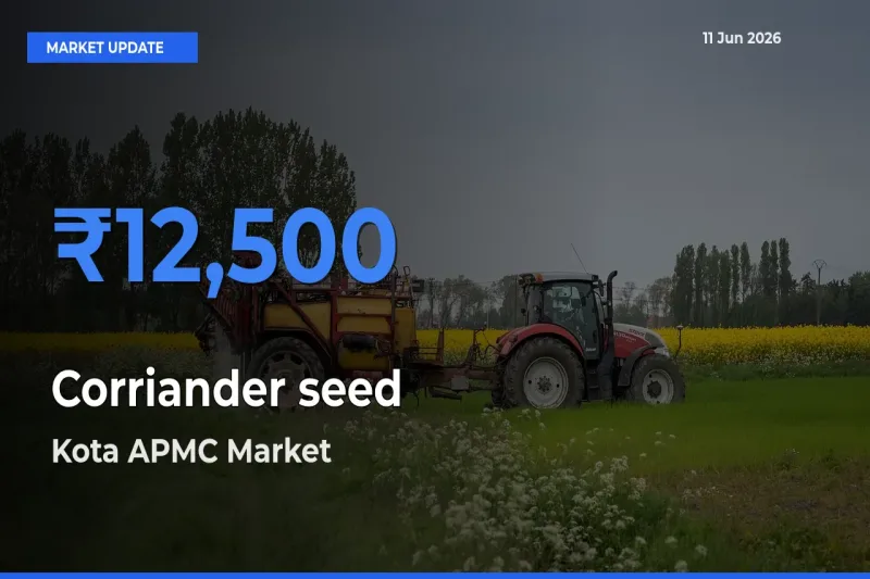Kota APMC Tops Corriander seed Mandi Rates Today