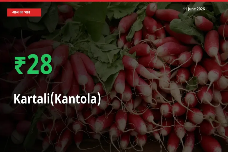 आज का मंडी भाव: कंटोला के दाम मंडी में 27.97% ऊपर