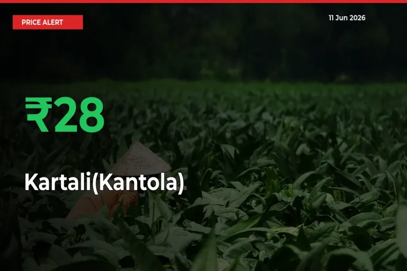 27.97% Spike in Kartali(Kantola) Prices – Mandi Sees Sudden Rally