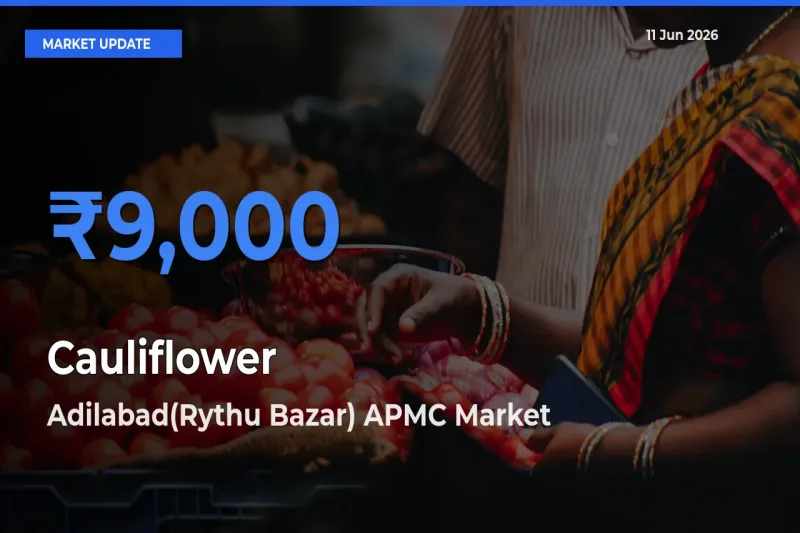 Top Performer! Adilabad(Rythu Bazar) APMC Offers Best Cauliflower Price Today