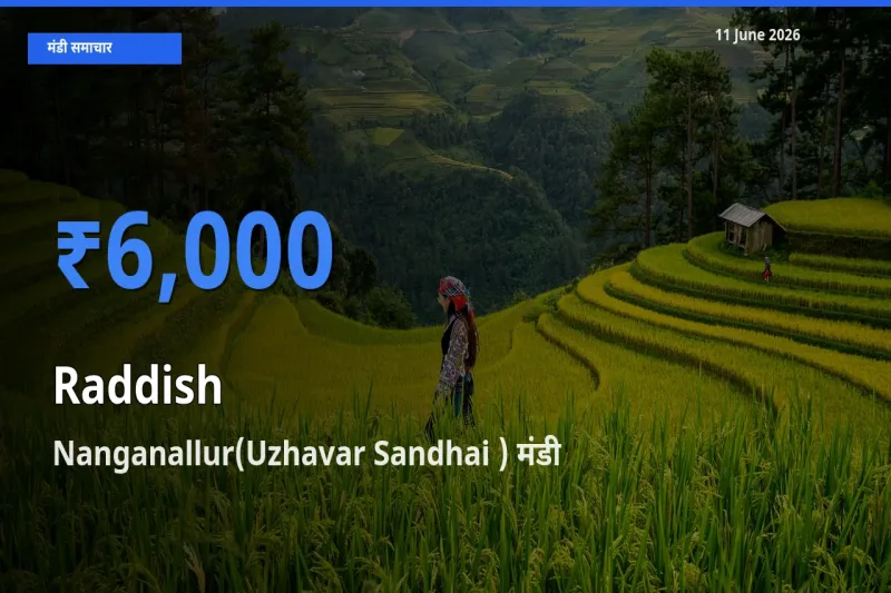 आज मूली के सबसे ज़्यादा दाम Nanganallur(Uzhavar Sandhai ) मंडी में दर्ज