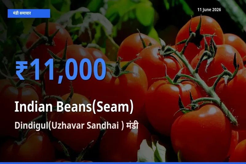 11 June अपडेट: सेम (देशी) के सबसे ऊँचे दाम Dindigul(Uzhavar Sandhai ) मंडी में