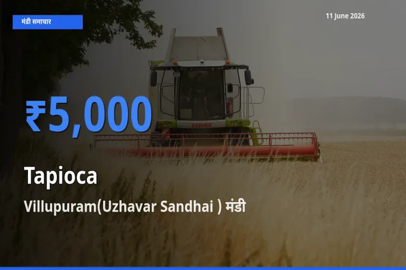 बाज़ार संकेत: Villupuram(Uzhavar Sandhai ) बना साबूदाना के लिए आज की टॉप मंडी