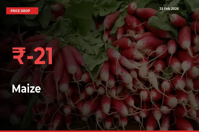 Why Maize Prices Fell 20.64% in a Day at Mandis