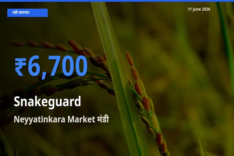 Neyyatinkara Market में चिचिंडा (नागफनी लौकी) का आज सबसे ऊँचा भाव