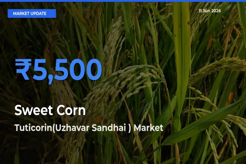 Sweet Corn Mandi Rate Today: Tuticorin(Uzhavar Sandhai ) Tops the List