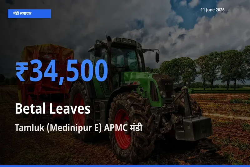 आज का मंडी भाव: पान के पत्ते के सबसे ज़्यादा दाम Tamluk (Medinipur E) APMC में