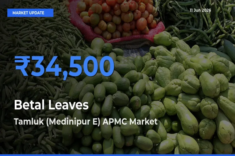 Betal Leaves Mandi Rate Today: Tamluk (Medinipur E) APMC Tops the List