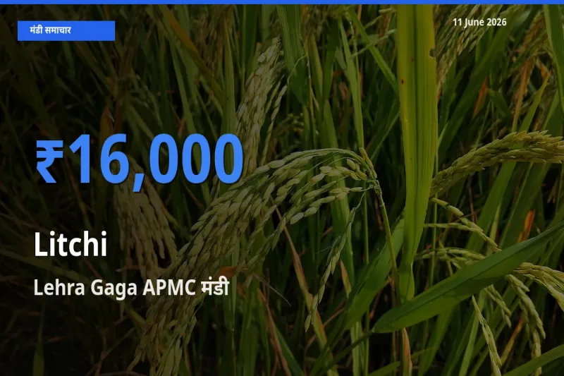 किसानों की पसंद बना Lehra Gaga APMC, लीची के सबसे अच्छे दाम