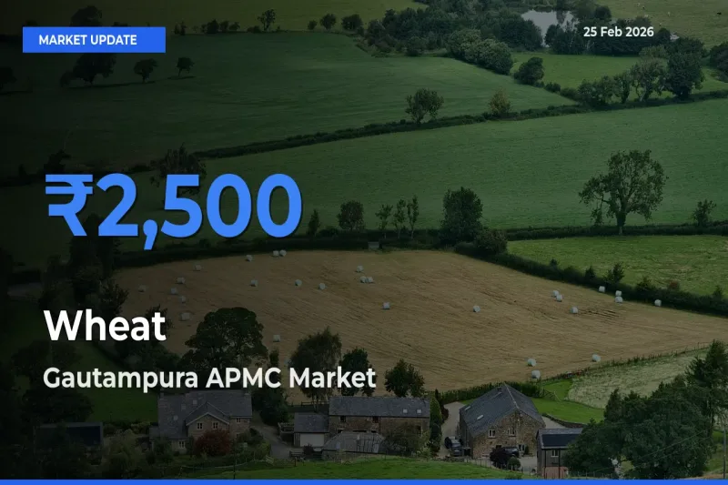 Farmers Prefer Gautampura APMC as Wheat Hits Highest Rate