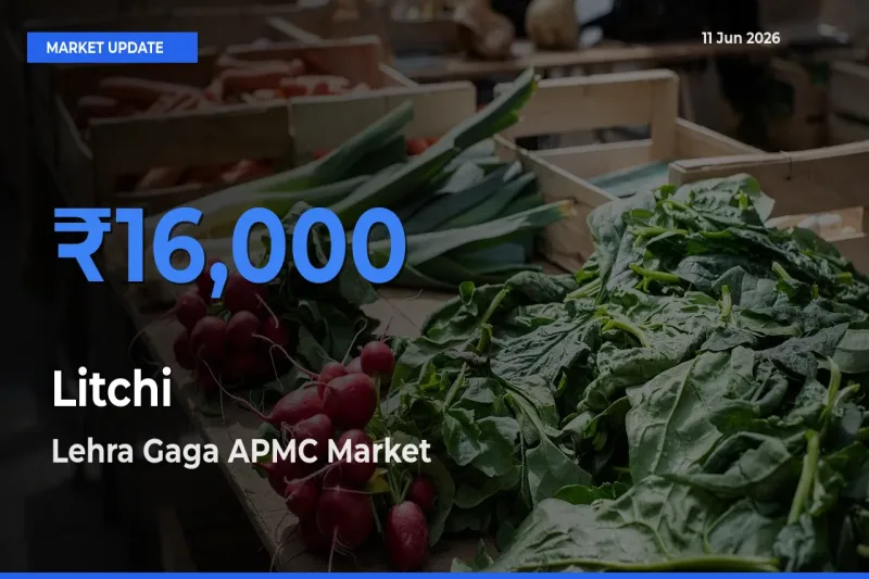 Lehra Gaga APMC Tops Litchi Rates – June 11 Market Update