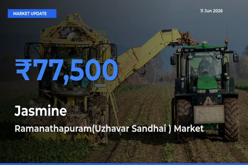 Ramanathapuram(Uzhavar Sandhai ) Tops Jasmine Rates – June 11 Market Update