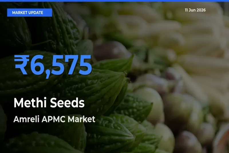 Methi Seeds Mandi Rate Today: Amreli APMC Tops the List