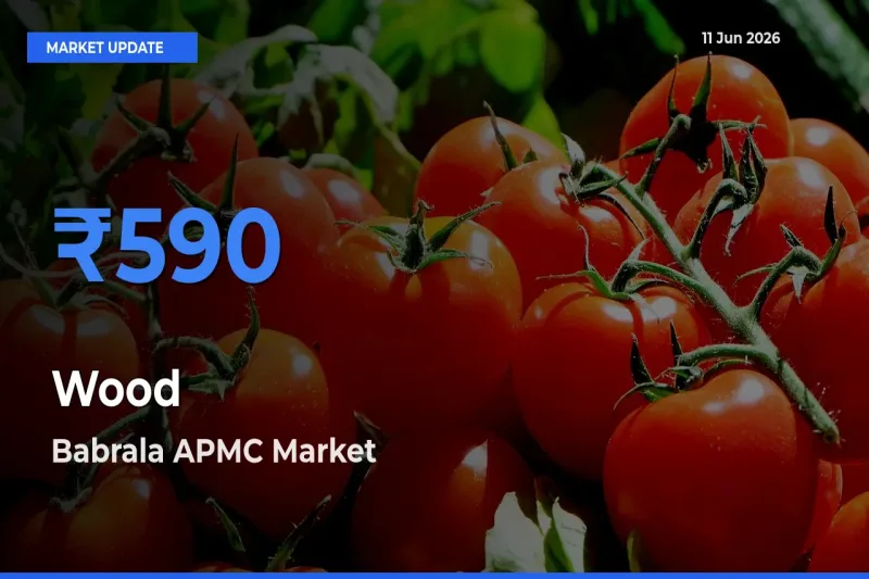 Top Performer! Babrala APMC Offers Best Wood Price Today