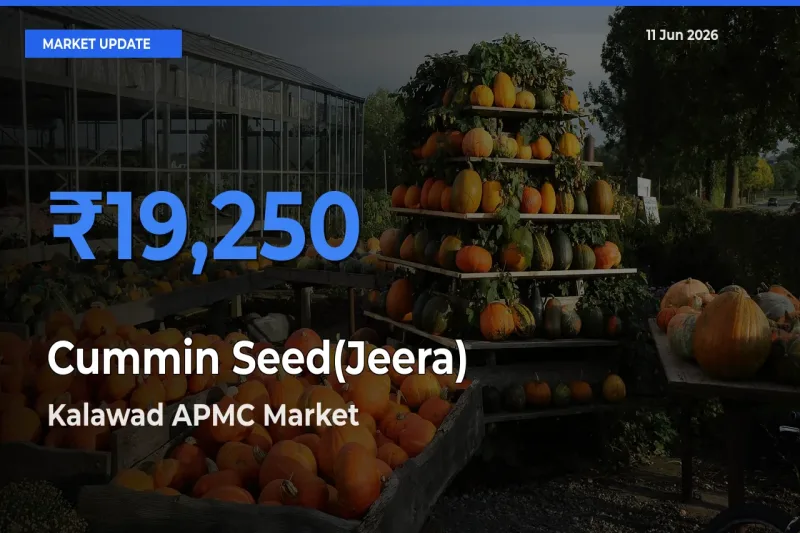 Top Performer! Kalawad APMC Offers Best Cummin Seed(Jeera) Price Today