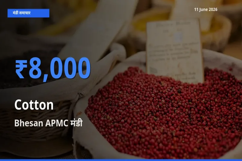 टॉप मंडी बना Bhesan APMC! कपास के सबसे ऊँचे दाम यहीं दर्ज