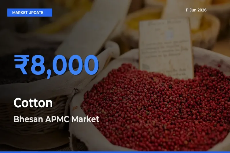 Bhesan APMC Tops Cotton Rates – June 11 Market Update