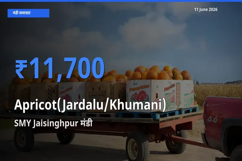 आज खुबानी के सबसे ऊँचे दाम ₹11,700 SMY Jaisinghpur मंडी में