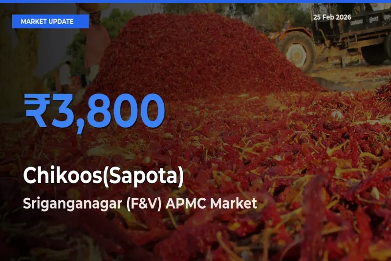 Top Performer! Sriganganagar (F&V) APMC Offers Best Chikoos(Sapota) Price Today