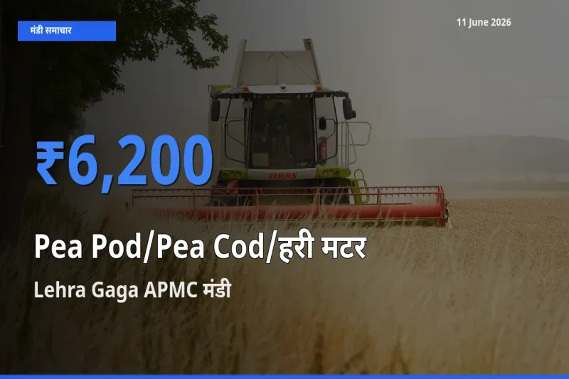 आज मटर की फली के सबसे ज़्यादा दाम Lehra Gaga APMC मंडी में दर्ज