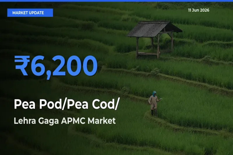 Lehra Gaga APMC Records Highest ₹6,200 Rate for Pea Pod/Pea Cod/हरी मटर