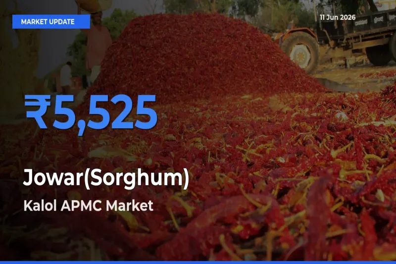 Top Performer! Kalol APMC Offers Best Jowar(Sorghum) Price Today
