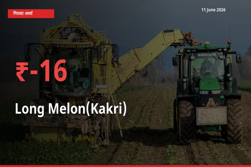 ककड़ी 16.06% गिरा, मंडी