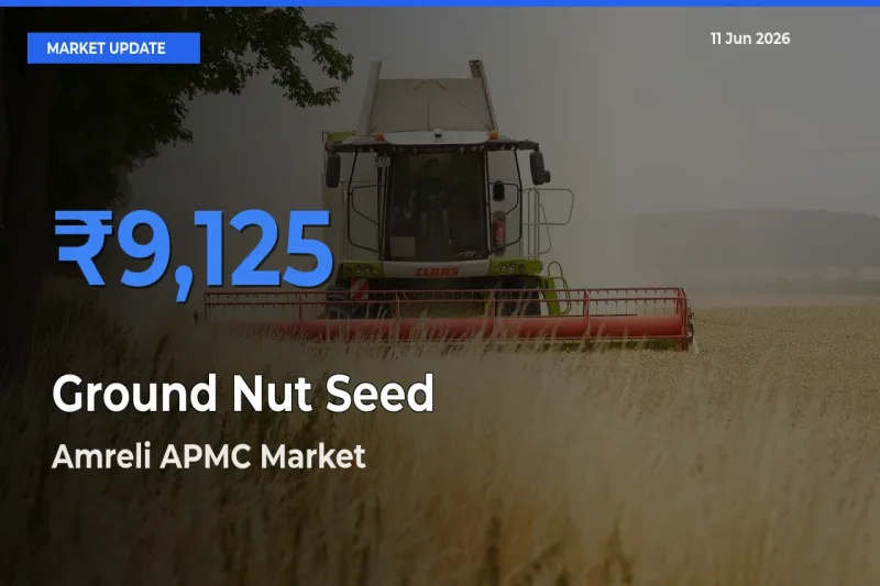 Amreli APMC Records Highest ₹9,125 Rate for Ground Nut Seed