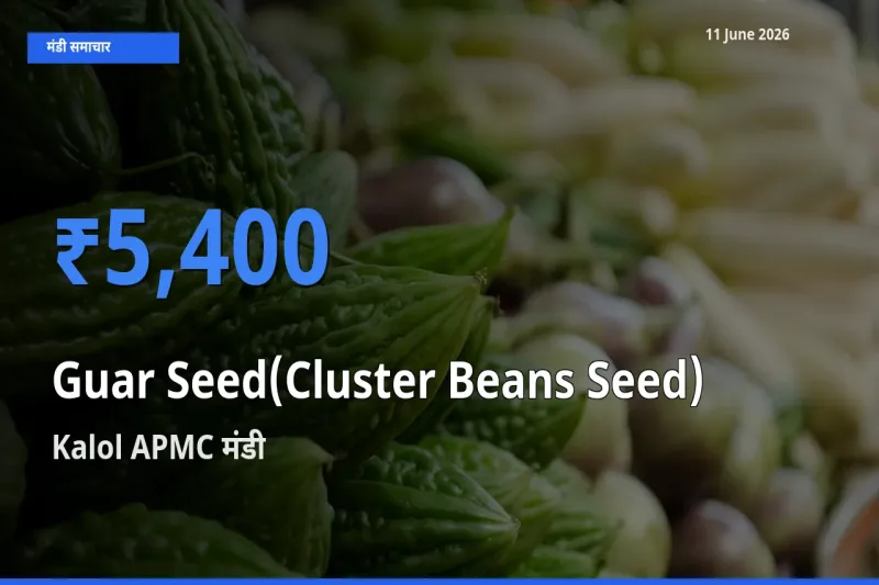 Kalol APMC मंडी में ग्वार बीज ₹5,400 पर पहुँचा – आज का सर्वोच्च भाव