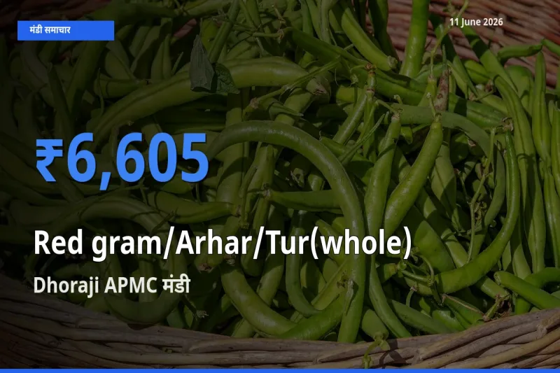 आज साबुत अरहर के सबसे ऊँचे दाम ₹6,605 Dhoraji APMC मंडी में