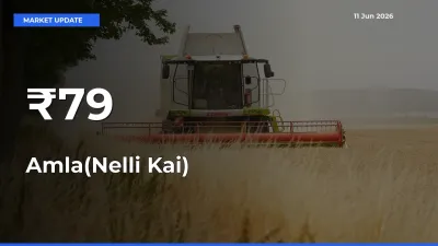 Amla(Nelli Kai) Shows Strong Mandi Trend – June 11 Market Update