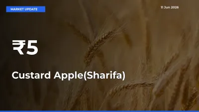 Custard Apple(Sharifa) Prices Trend Across 5+ Mandis – Market Direction Turns Clear