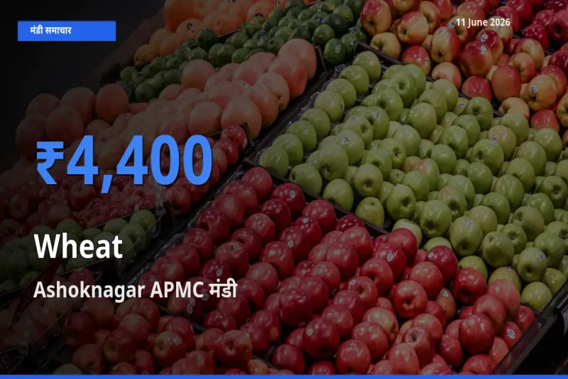 टॉप मंडी बना Ashoknagar APMC! गेहूँ के सबसे ऊँचे दाम यहीं दर्ज