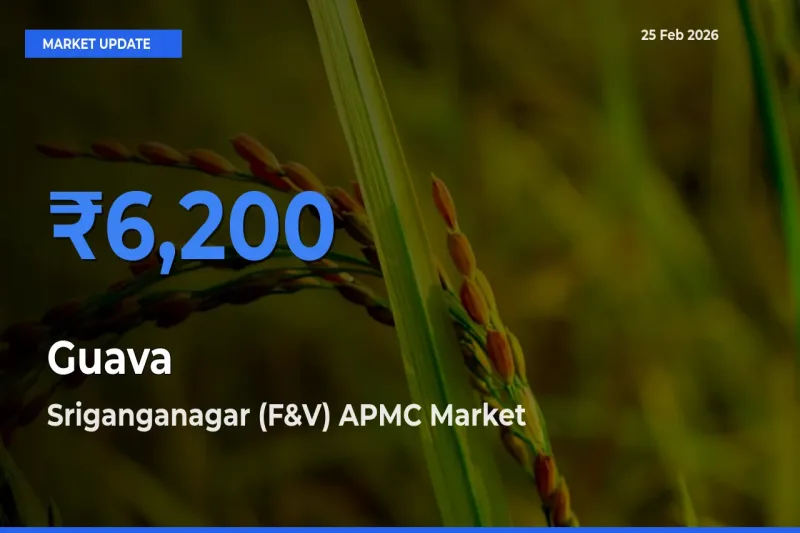 Sriganganagar (F&V) APMC Offers ₹6,200 – Highest Guava Rate Today