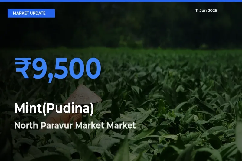 North Paravur Market Tops Mint(Pudina) Mandi Rates Today
