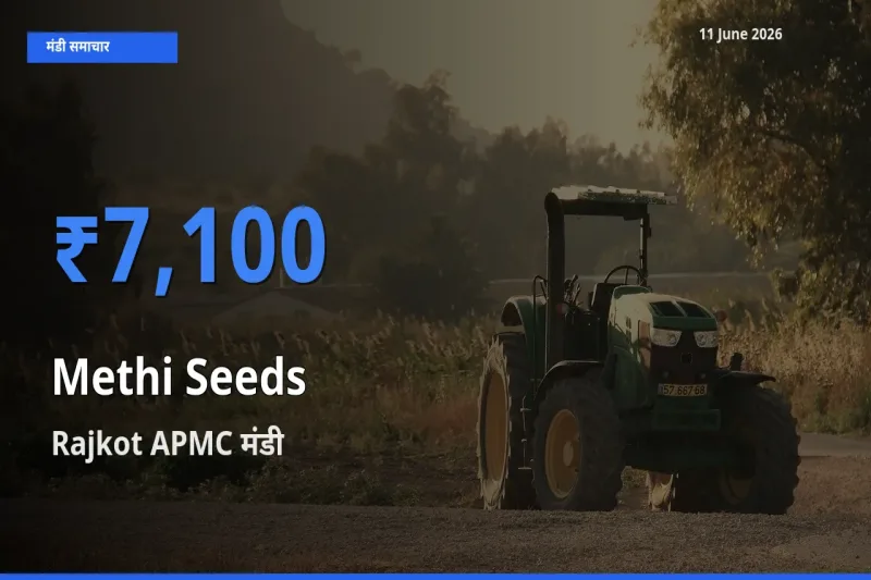 किसानों की पसंद बना Rajkot APMC, मेथी दाना के सबसे अच्छे दाम