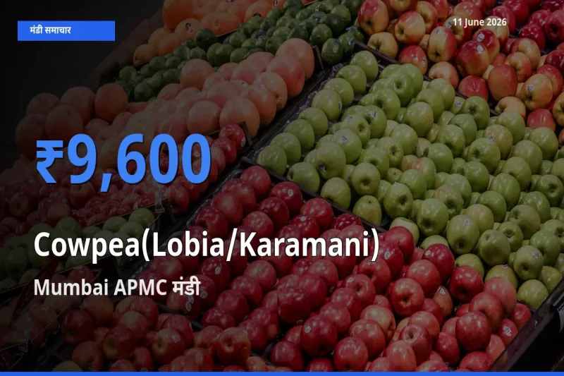 Mumbai APMC में लोबिया (करमानी) का आज सबसे ऊँचा भाव