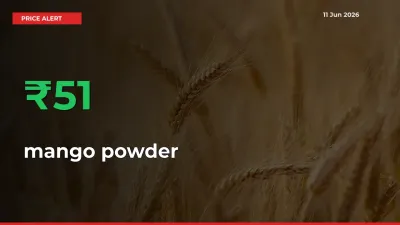 This Mandi Records 51.25% Jump in mango powder Prices