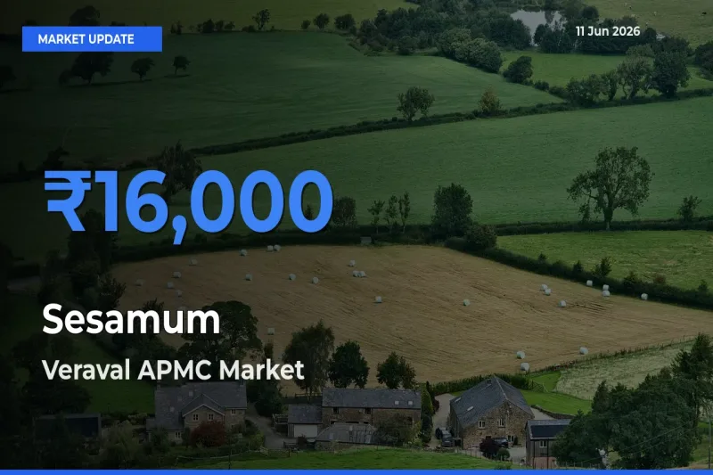 Farmers Prefer Veraval APMC as Sesamum Hits Highest Rate