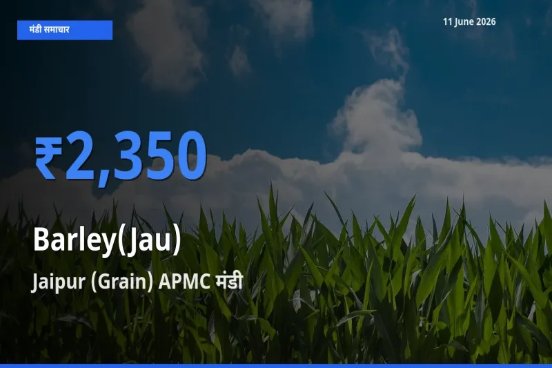 बाज़ार संकेत: Jaipur (Grain) APMC बना जौ के लिए आज की टॉप मंडी