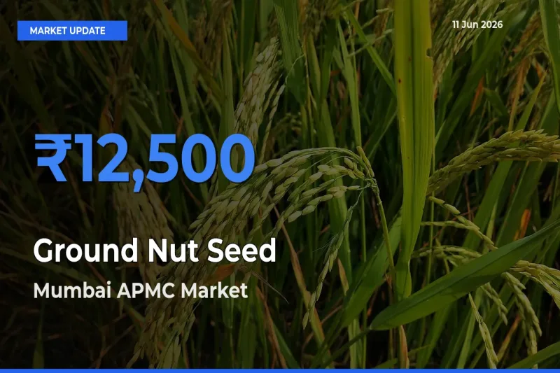 Ground Nut Seed Mandi Rate Today: Mumbai APMC Tops the List