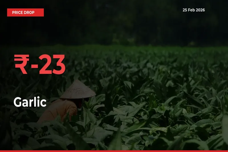 Sudden Shock! Garlic Drops 23.04% in 24 Hours at Top Mandis