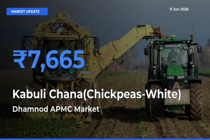 Dhamnod APMC Tops Kabuli Chana(Chickpeas-White) Rates – June 11 Market Update