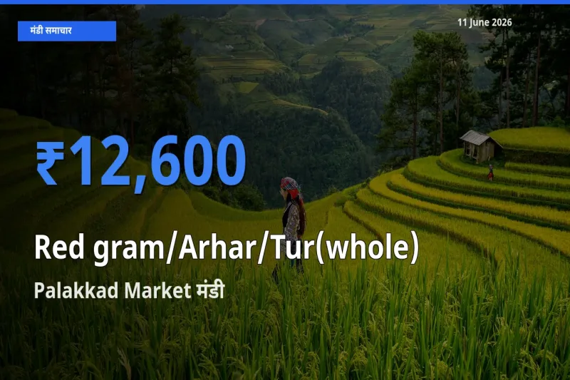 किसानों की पसंद बना Palakkad Market, साबुत अरहर के सबसे अच्छे दाम