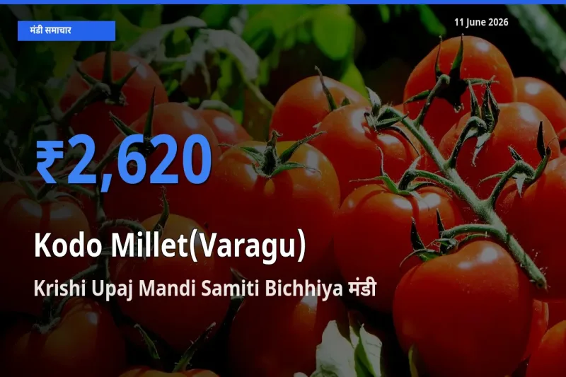 Krishi Upaj Mandi Samiti Bichhiya मंडी में कोदो बाजरा ₹2,620 पर पहुँचा – आज का सर्वोच्च भाव
